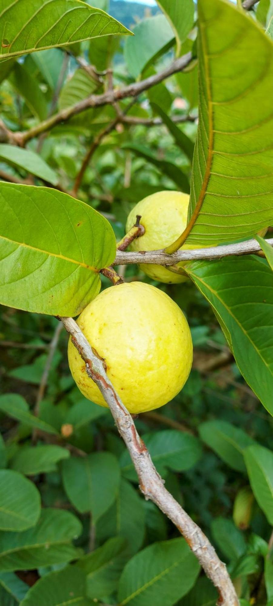 Rancho Acacia Sao Roque 호텔 외부 사진