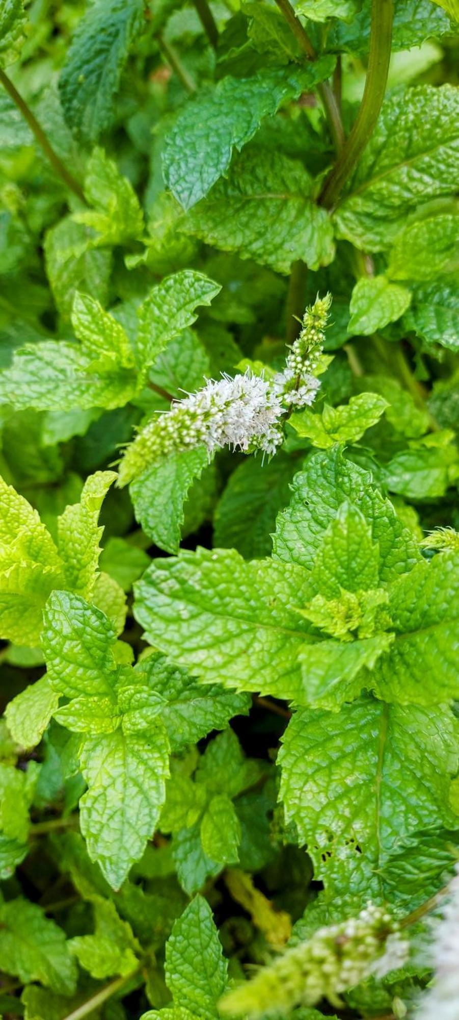 Rancho Acacia Sao Roque 호텔 외부 사진