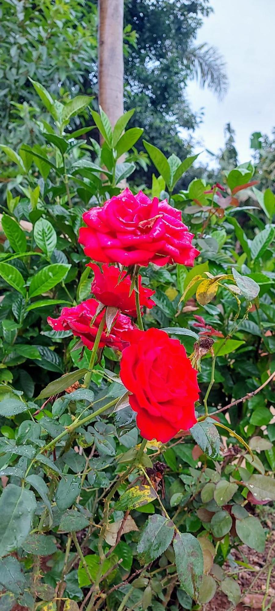Rancho Acacia Sao Roque 호텔 외부 사진